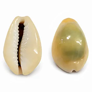 Búzios Gema - Kg