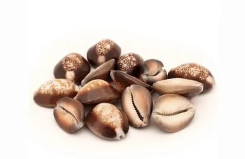 Búzios Africanos - Kg